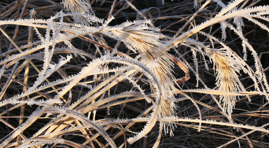 Canada Wildrye-Rime Ice
