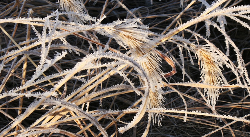 Canada Wildrye-Rime Ice