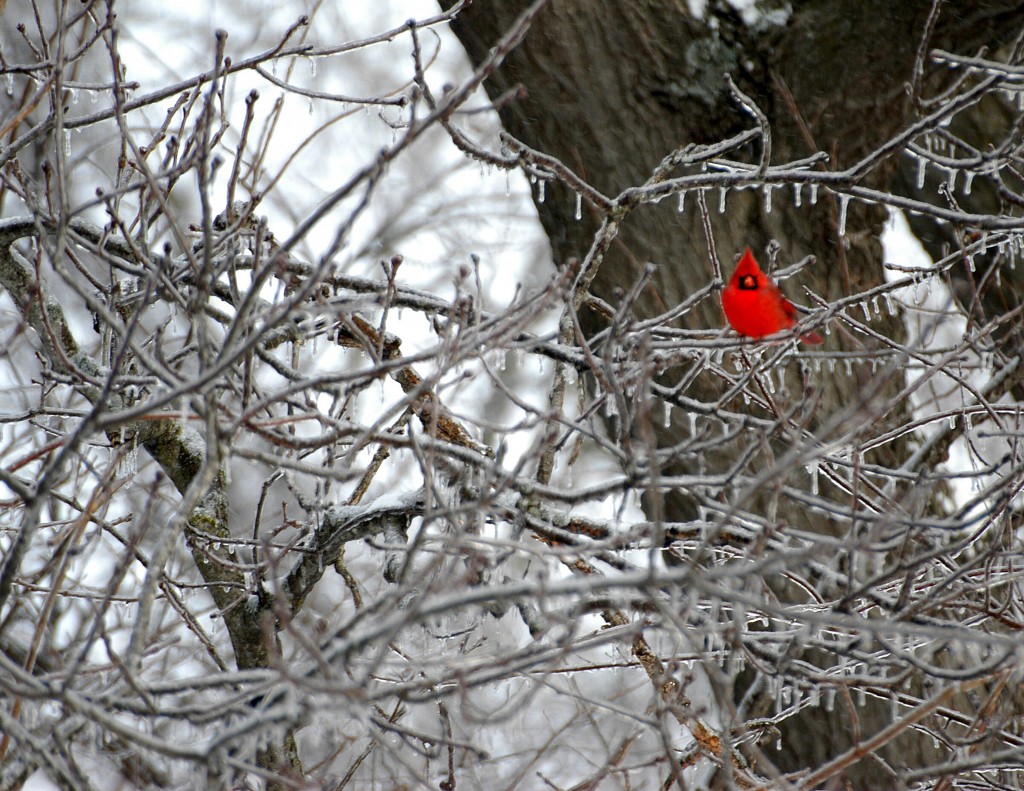 Cardinal sitting on icy tree limb-VB Co-January
