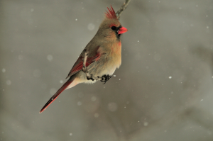 Cardinal_Ron Huelse