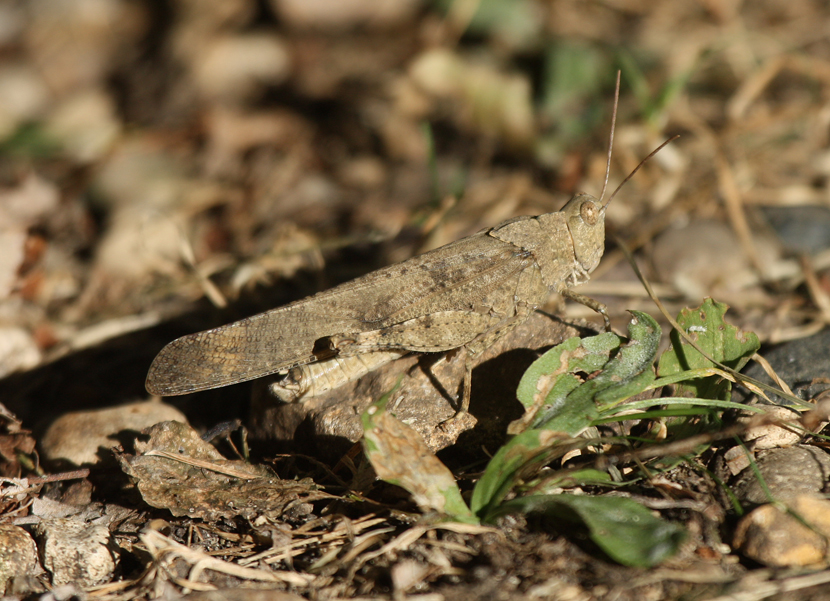 Carolina Grasshopper All Rights Reserved Carl Kurtz