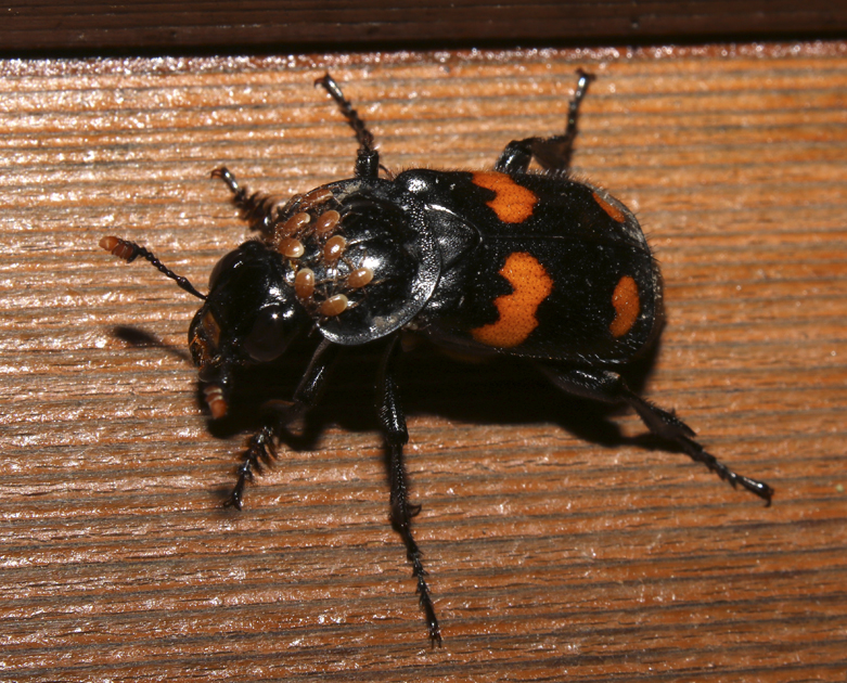 Carrion Beetle and Mites