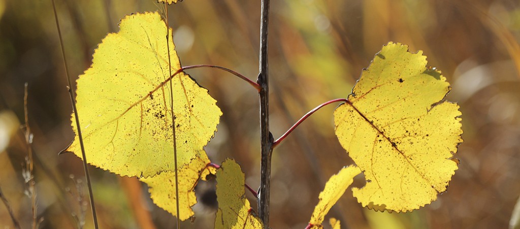 Cottonwood Leaves