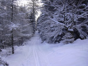 Cross_country_skiing_trail_Brdy1