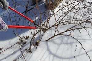 Cutting barberry stems