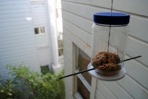 DIY Bird Feeder