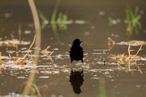 Wetlands provide habitat for various wildlife, such as this redwing blackbird, seen here at the DeCook Wetlands.