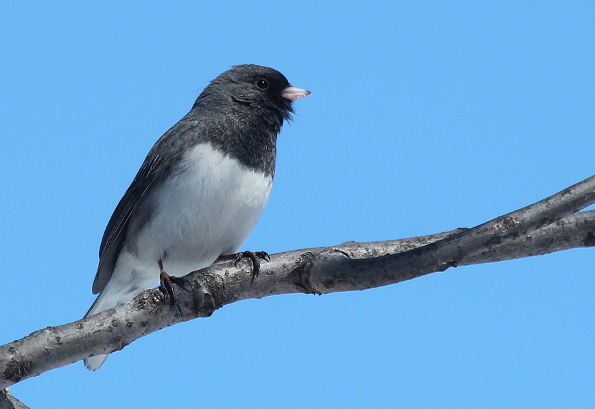Every yard has likely hosted a flock of dark-eyed juncos during the winter.  They are members of the sparrow family with a white breast, white outer tail feathers, a slate gray or brown plumage above and a light pink bill.  Flocks of tree sparrows or other overwintering birds commonly accompany them. In extremely cold weather they may land directly behind you as you scatter mixed birdseed or cracked corn on the ground.  By mid-May most will have headed north where they nest across the Canadian providences all the way north to the Arctic.