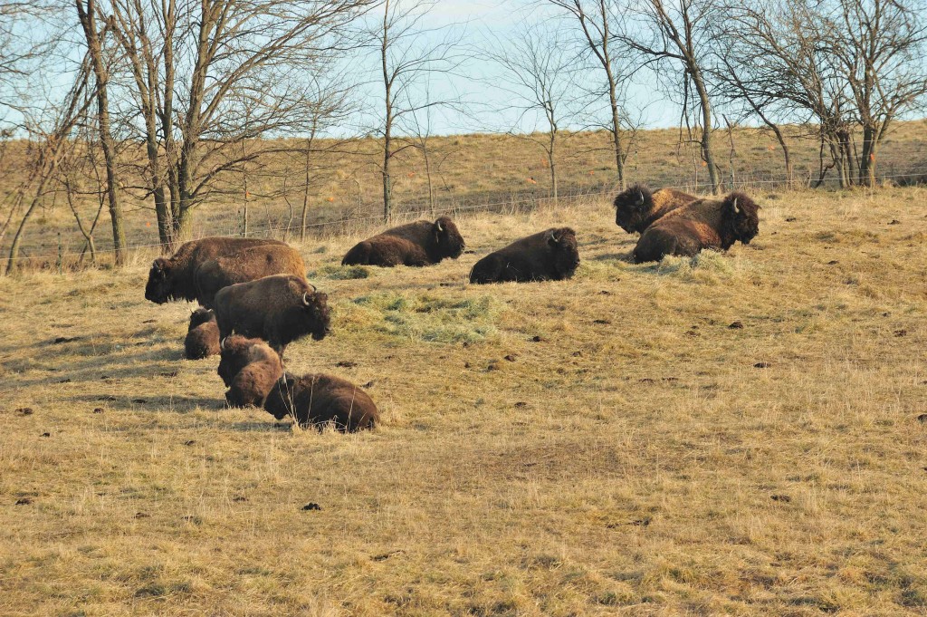 Buffalo roam DeCook's ranch in Monroe County. (Photo by Ron Huelse)