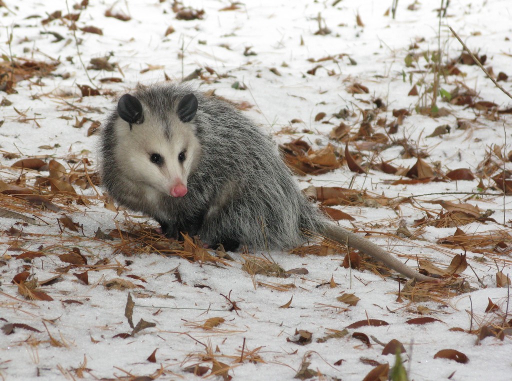 December Opossum
