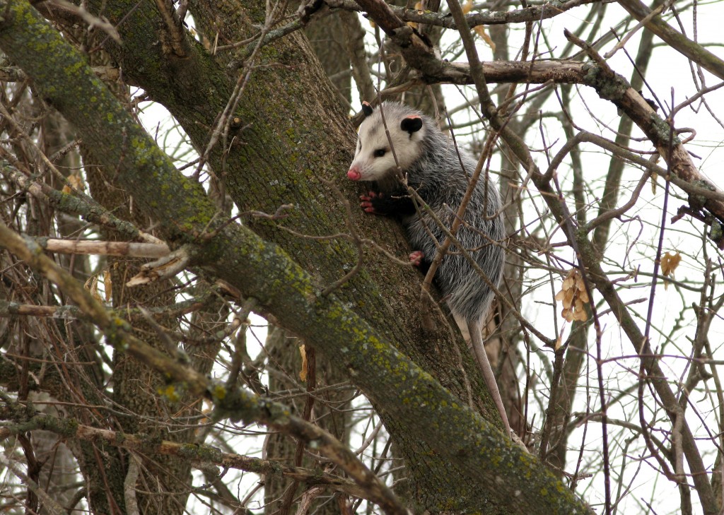 December Opossum in tree