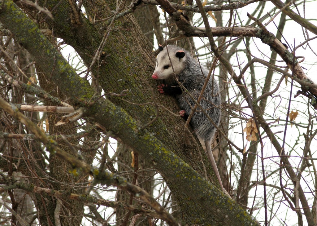 Wordless Wednesday – Virginia Opossum