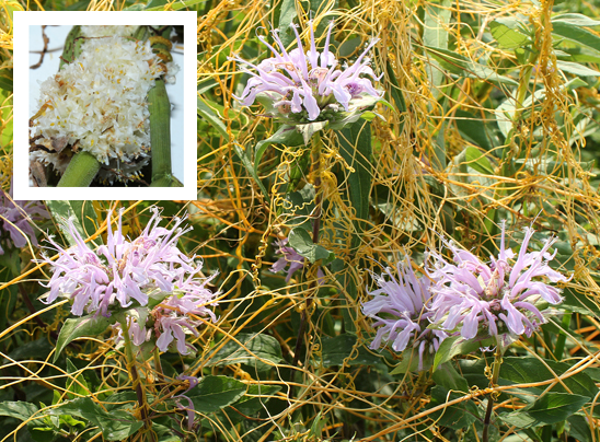 Dodder is a parasitic plant that appears like an enormous batch of wet spaghetti draped over and wrapped around other plants such as the wild bergamot we see here. It sprouts from seeds in the soil and its survival depends on finding a host plant. It is a member of the morning glory family but unlike the trumpet-shaped morning glory it has a dense cluster of tiny white flowers. When the flowers were examined they were filled with thrips, minute insects barely visible to the human eye.