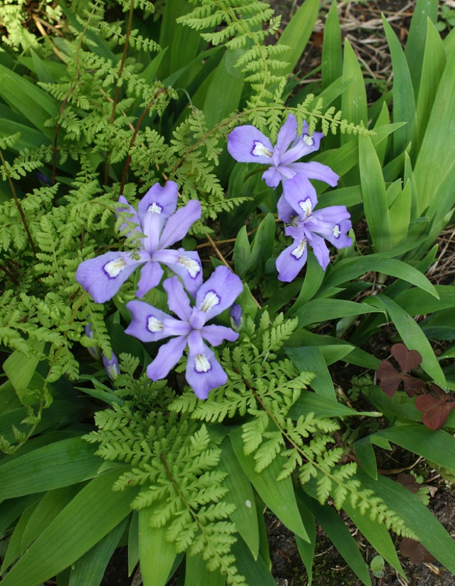 Dward Crested Iris