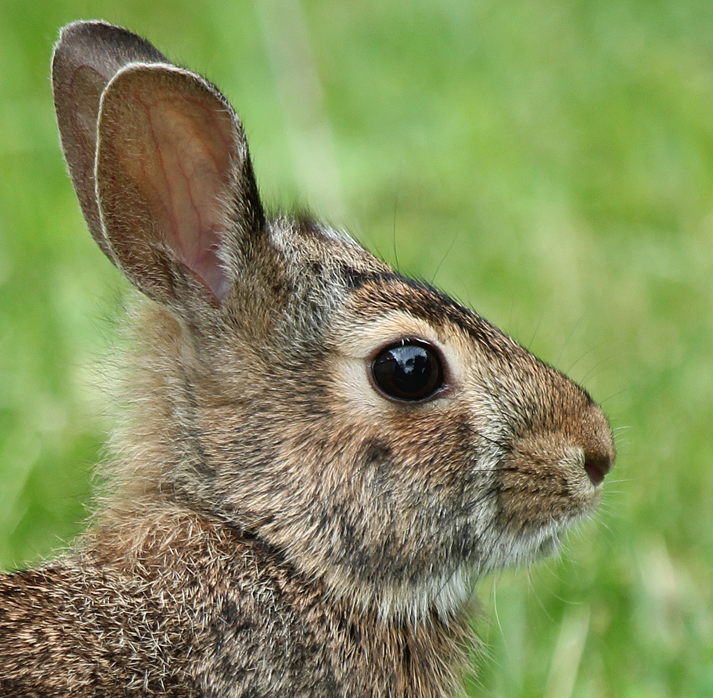 Eastern Cottontails