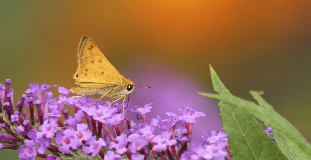 Fiery Skipper