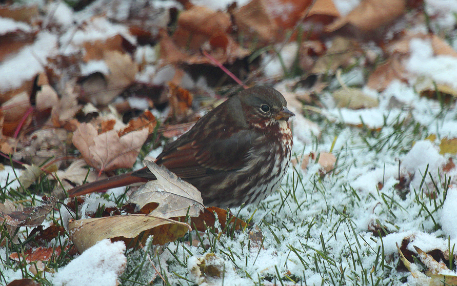 Fox Sparrow