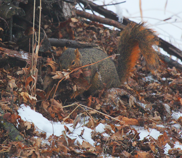 The second week in January does not seem like nesting season unless you are a great-horned owl, a bald eagle, or an eastern fox squirrel. This squirrel is making repeated trips to a small brush pile gathering dry leaves and taking them to its winter cavity in a silver maple tree. Forty five days after mating in late December or early January a new litter of 3 to 6 individuals will be born in mid-late February. Watch for curious juveniles venturing forth from their den sites in early to mid-May at about 3 months of age.