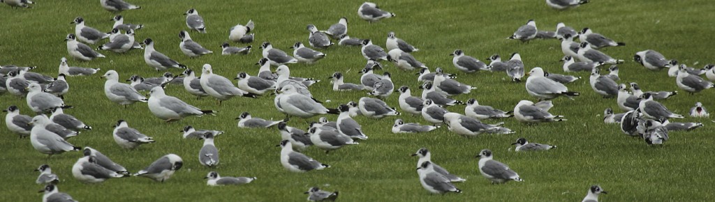 Franklin's gulls