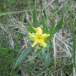 Fringed puccoon