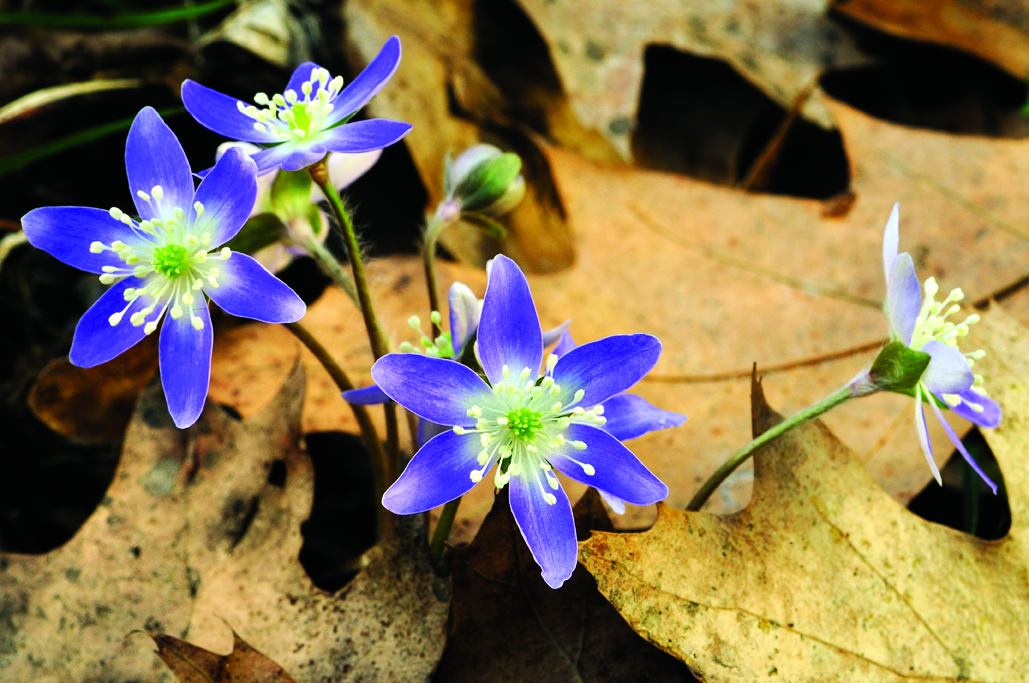 Hepatica