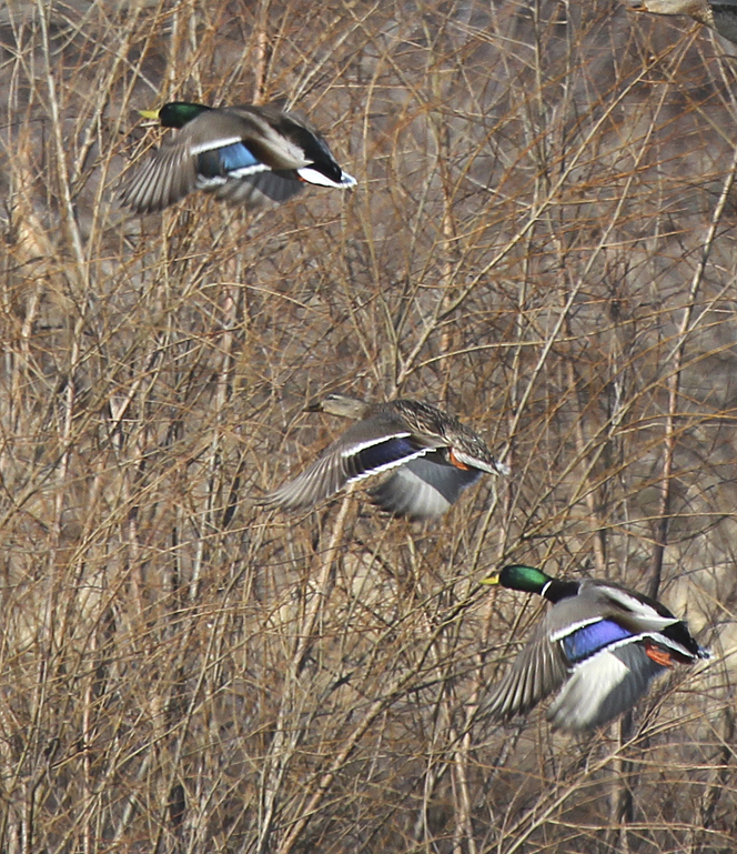 “Mallards are one of the most common and widely recognized waterfowl.  They are in the family called dabblers and feed by dipping their heads underwater. Often called Greenheads by hunters, they may overwinter in northern states providing there is a source of open water. When flushed, their take-off is abrupt as they arise directly up and out of the water.” – Carl Kurtz