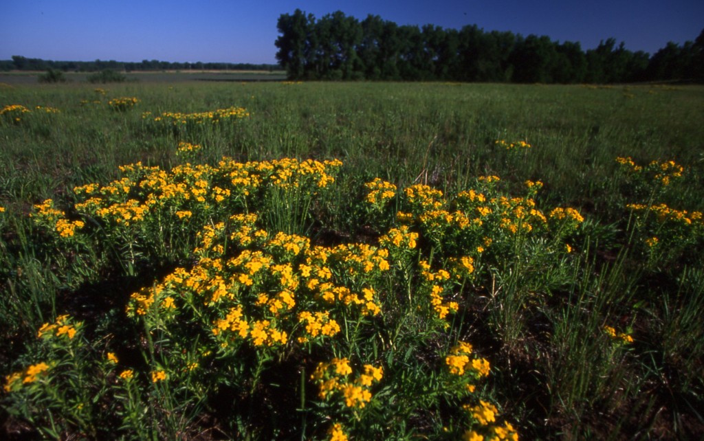 Homestead Puccoon1