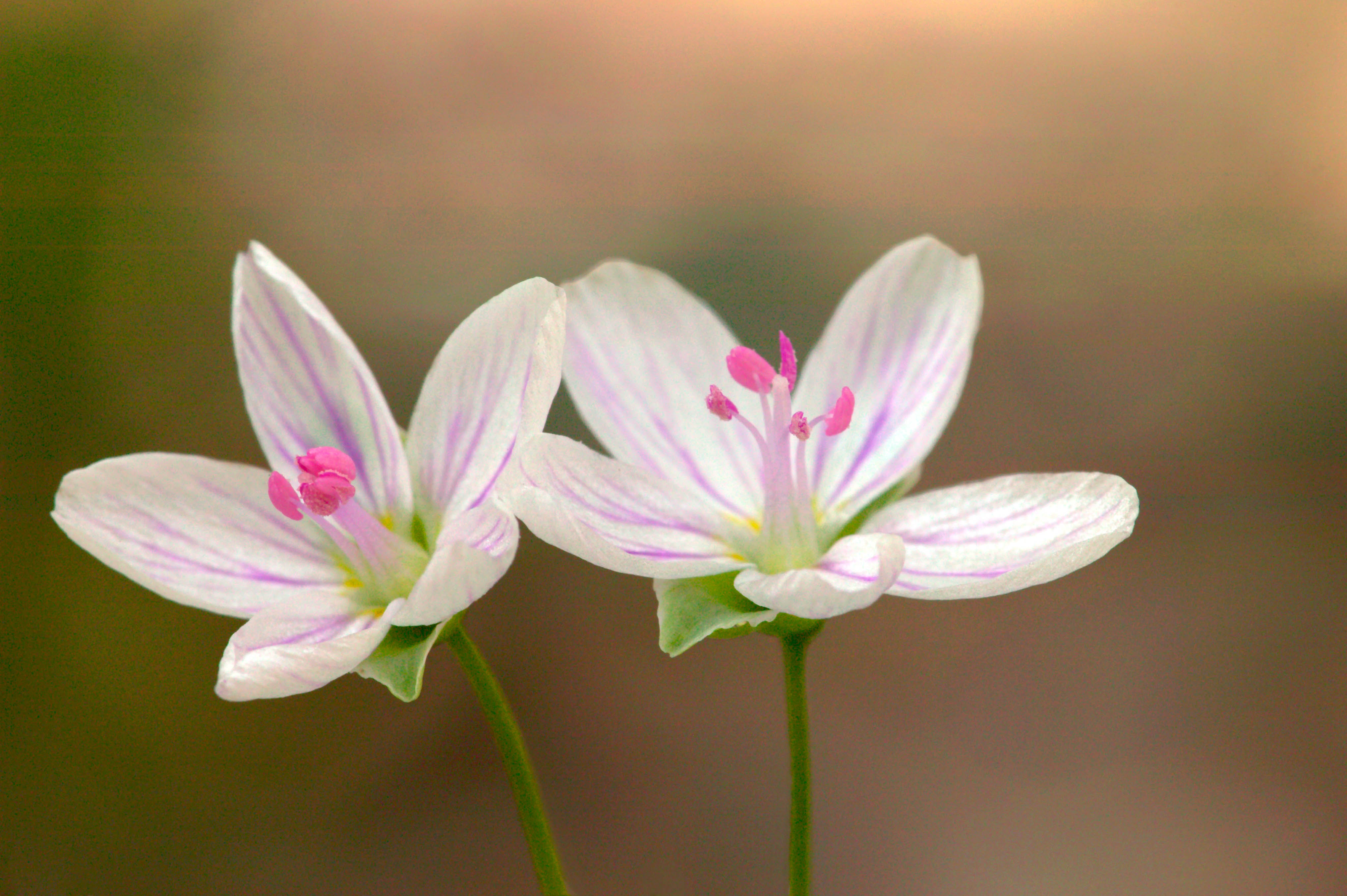 Spring Beauty / photo by Clint Farlinger