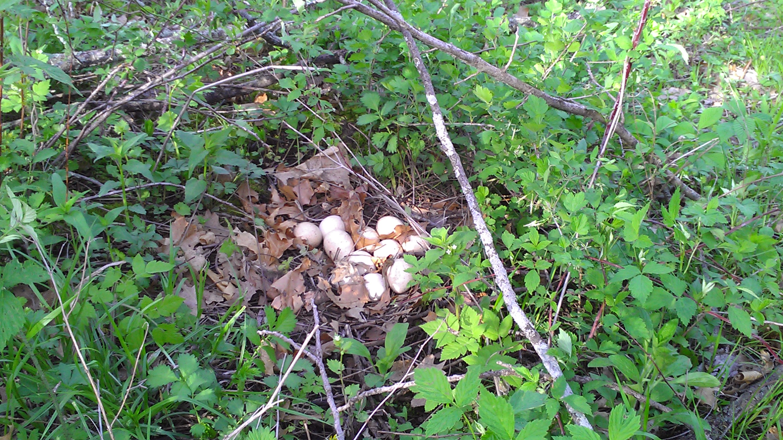 Turkey nest with eggs.