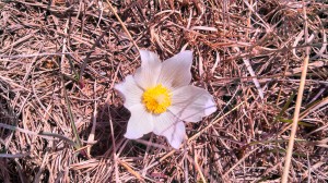 Pasque flower