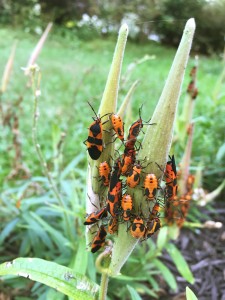 Are Milkweed bugs bad?