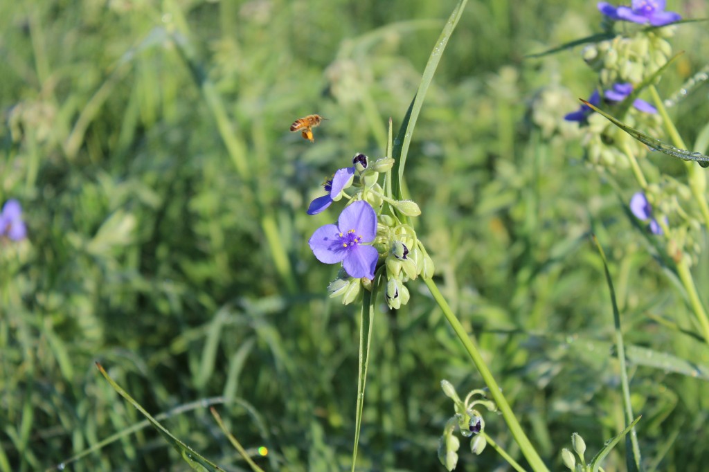 How to start a backyard prairie