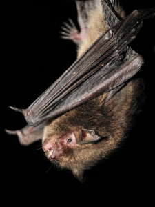 Indiana Bat