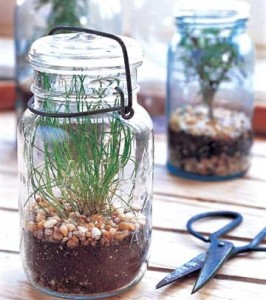 Jar Terrarium Better Homes & Gardens