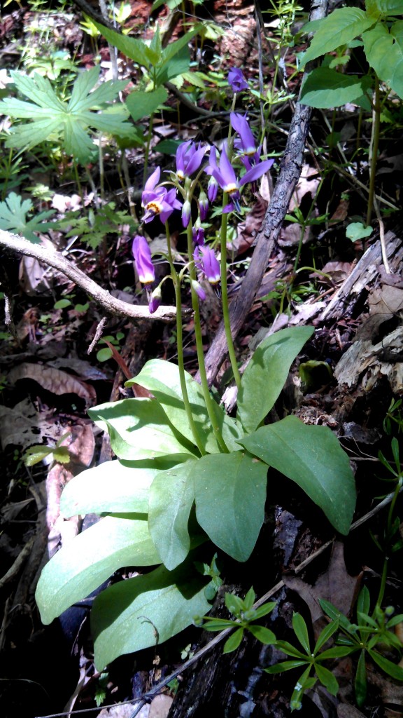 Jeweled Shooting Start found by INHF land stewardship intern Devon Hovey