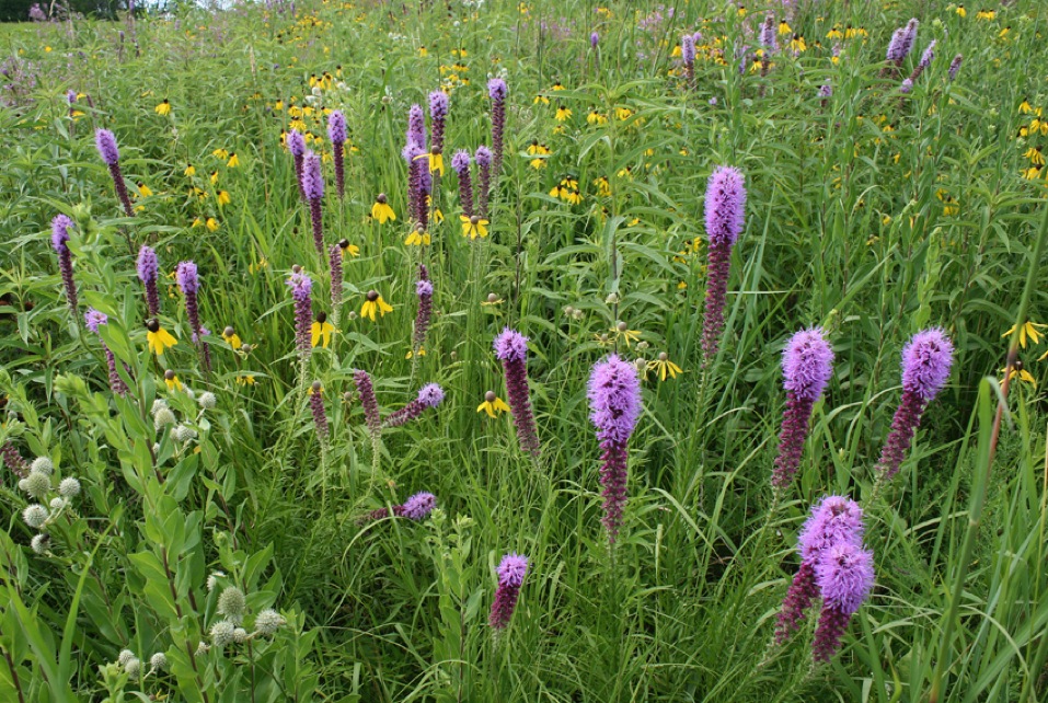 July Prairie 2