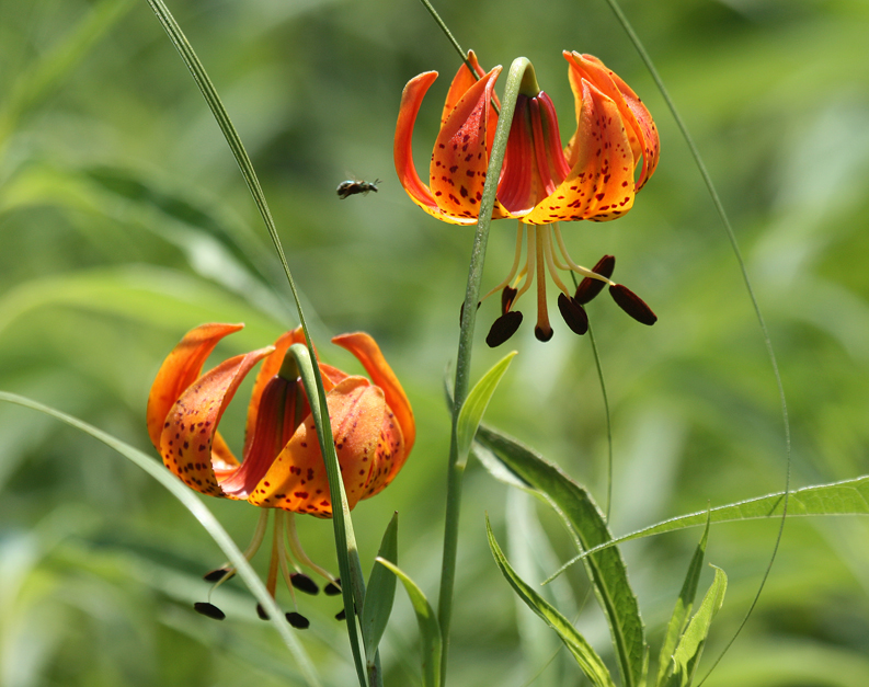 Michigan Lilies are native wild lilies found in moist prairies and low   open woodlands.  Like orchids and grasses they have one seed leaf,   thus are a monocots.  The flowers, like the cultivated tiger lily, are   formed on the top of the plant.  They have 6 petal-like tepals, which   strongly curve back toward the main stem above a whorl of leaves.  Six   stamens with anthers form the male flower part while the pistil, the   female flower part in the center, consists of a long slender style   with a stigma at its end.   In this photo a small beetle appears to be   en-route to the flower perhaps to play a role in pollination. 