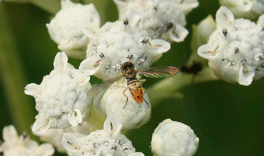 Syrphid flies are tiny insects, but you likely have seen them hovering over flowers and assumed they were small bees.  They are also called hover flies or flower flies because of their behavior.  Here we see one feeding on, and thus pollinating, the flowers of Wild Quinine.  Their larval stage, like other flies, are maggots but beneficial ones as they feed on aphids and other insect pests.  Watch for them in your garden.  