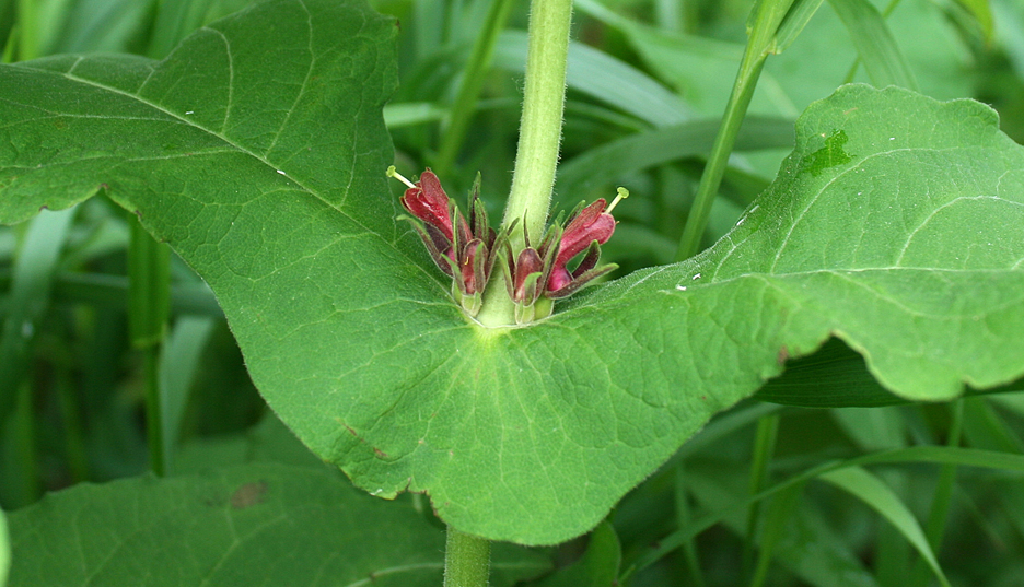 Common names of plants may indicate use, what the plant looks like or even the person who first named the species.  Scientific names may reveal characteristics of the species or again the person who first described it.  Horse gentain, feverwort, tinker's root and false coffee are common names for Triosteum perfoliatum. The plant was named feverwort for its medicinal properties; tinker's root for the man who named it; and false Coffee as a substitute for coffee.  Triosteum is for the three seeds it produces and perfoliatum for leaves that wrap around the stem.  It is fairly common in dry open woodland and is a member of the Honeysuckle family.      