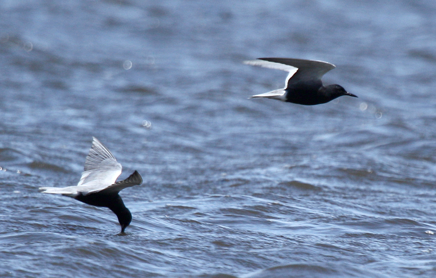 Black terns inhabit freshwater lakes and marshes across the continent.  They can be seen flying into the wind just over water dipping their heads downward to pick insects from the surface or fish from of the water.  With their long pointed wings and erratic flight they are most interesting to watch as groups of birds skim the water.