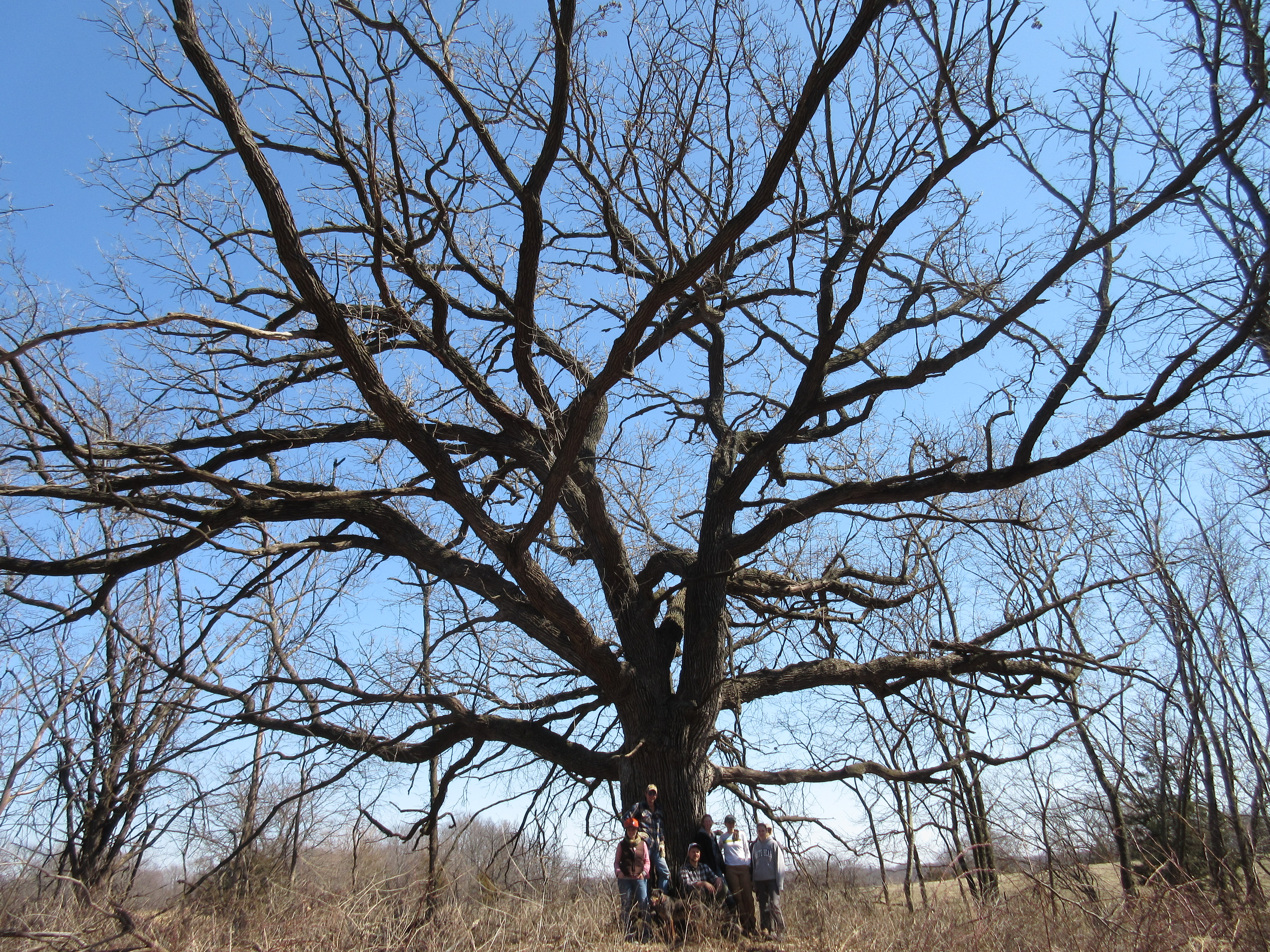 Large Oak Tree on Gardner Piece (1)