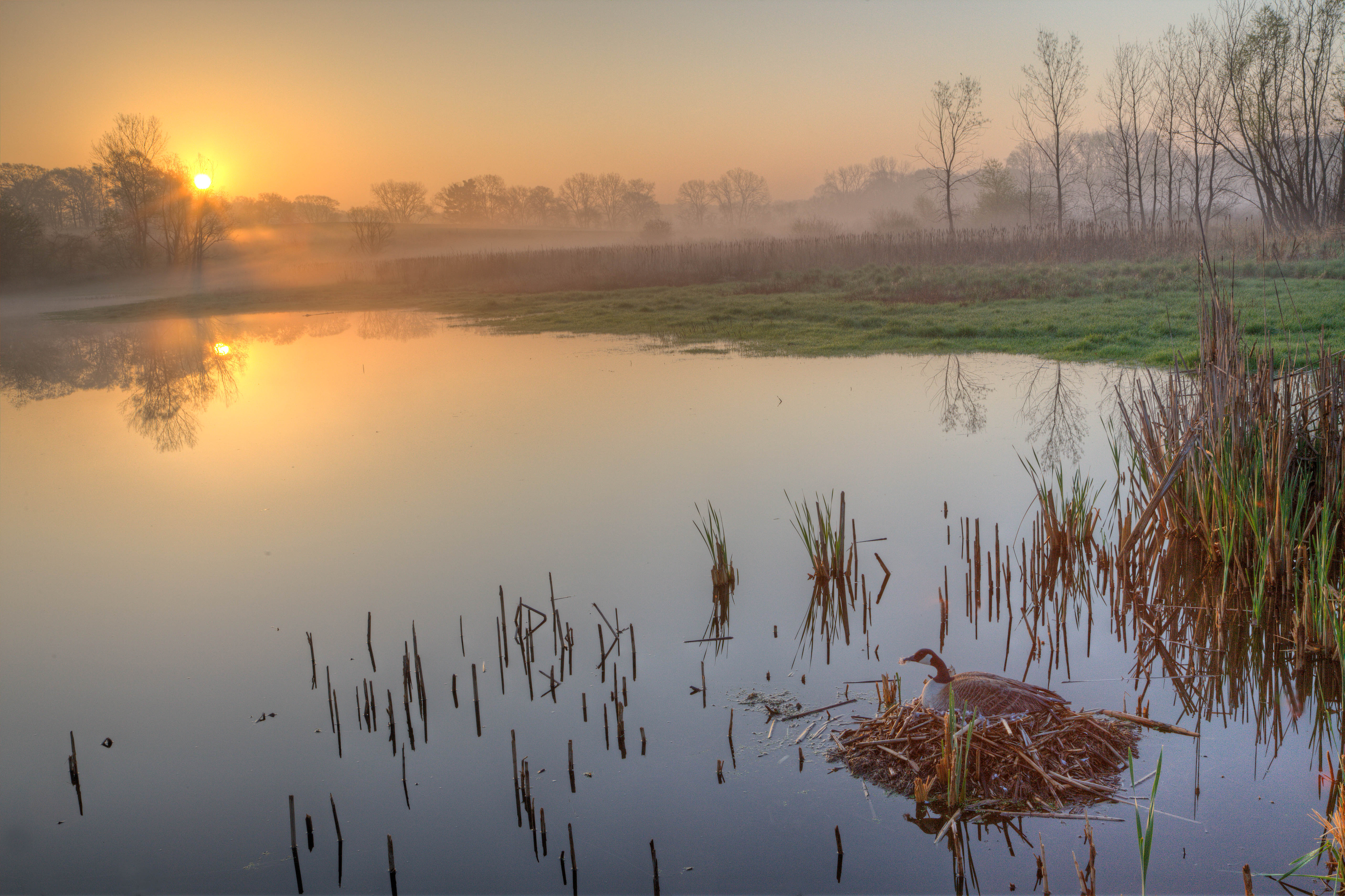 Canada Goose on nest at sunrise, Wickiup Hill Natural Area, Linn County