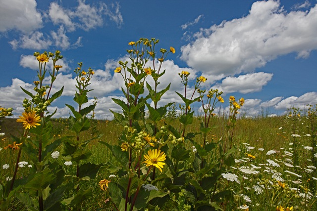 Neal Smith NWR was established to re-create 8,600 acres of tallgrass prairie (pictured here) and oak savanna. (Photo by Gary Hamer)