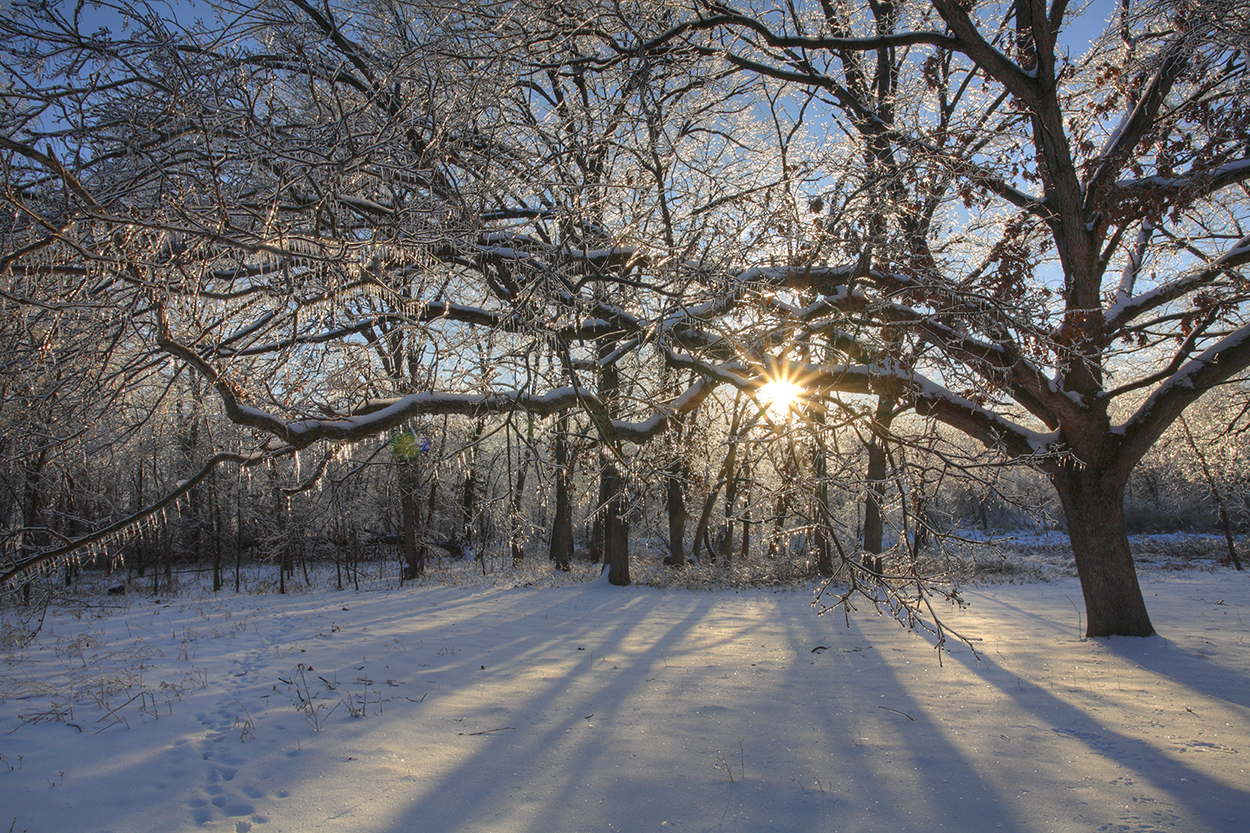 _MG_9939 ice storm HDR