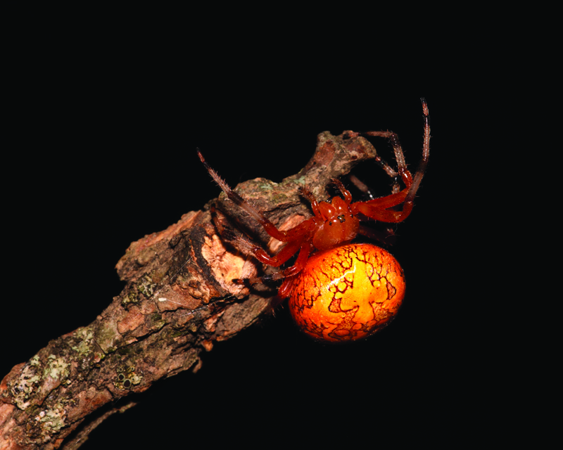 Marbled_Orbweb_Spider-2