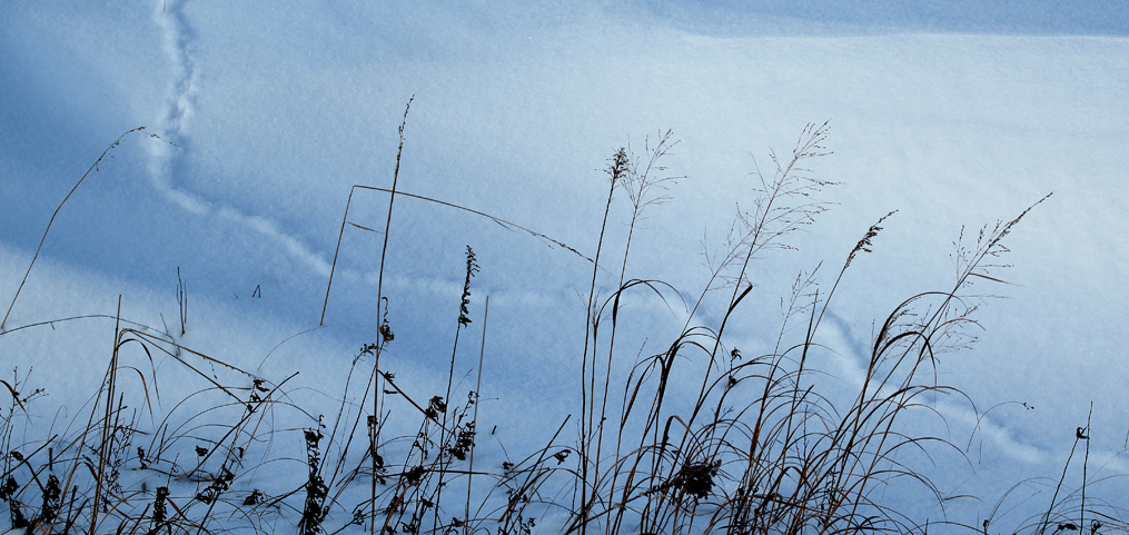 Meadow Vole Trail