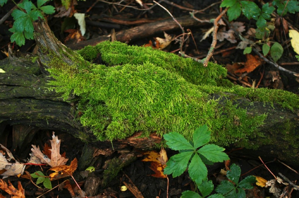 Moss, Common