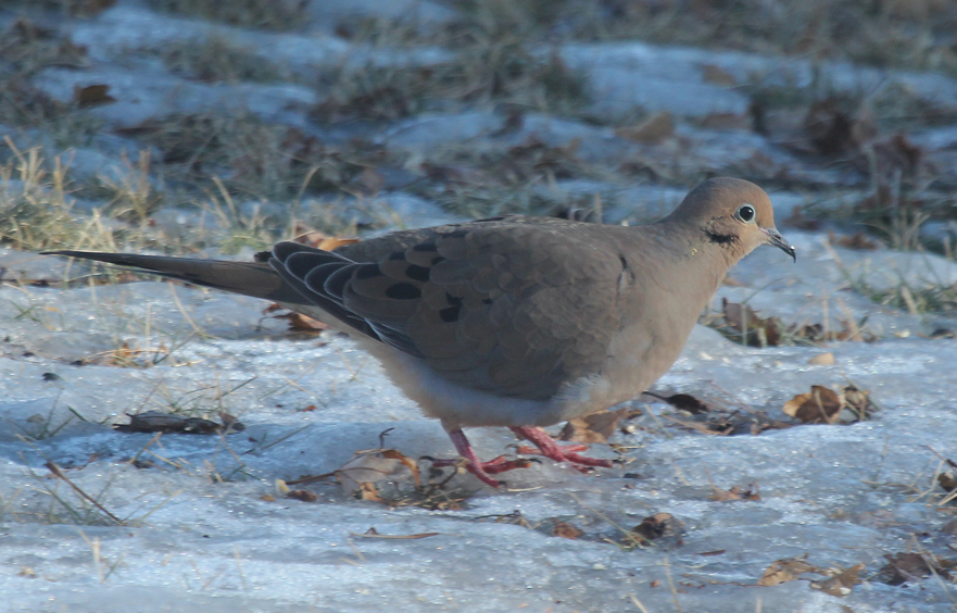 Mourning doves are considered our most wide spread and abundant game bird and are hunted as they migrate south each autumn.  Many birds overwinter in northern states and in mid-to late winter they tend to congregate in increasingly larger numbers at song bird feeding stations.  They also forage on waste grain, weed and grass seeds in fields.  Note the sky-blue eye ring. 