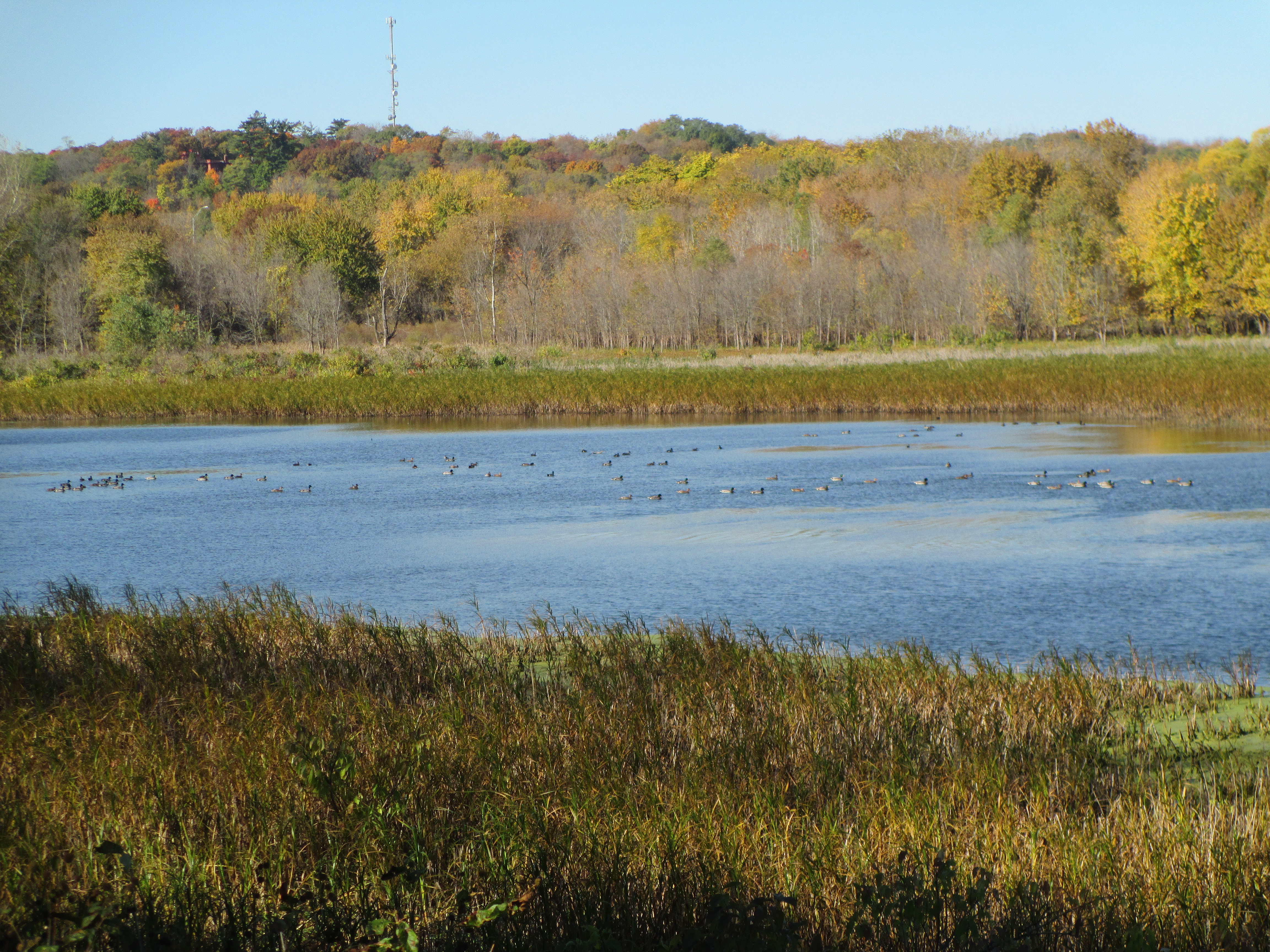 REAP In Your Region: Nahant Marsh, Wildcat Den State Park and more in eastern Iowa