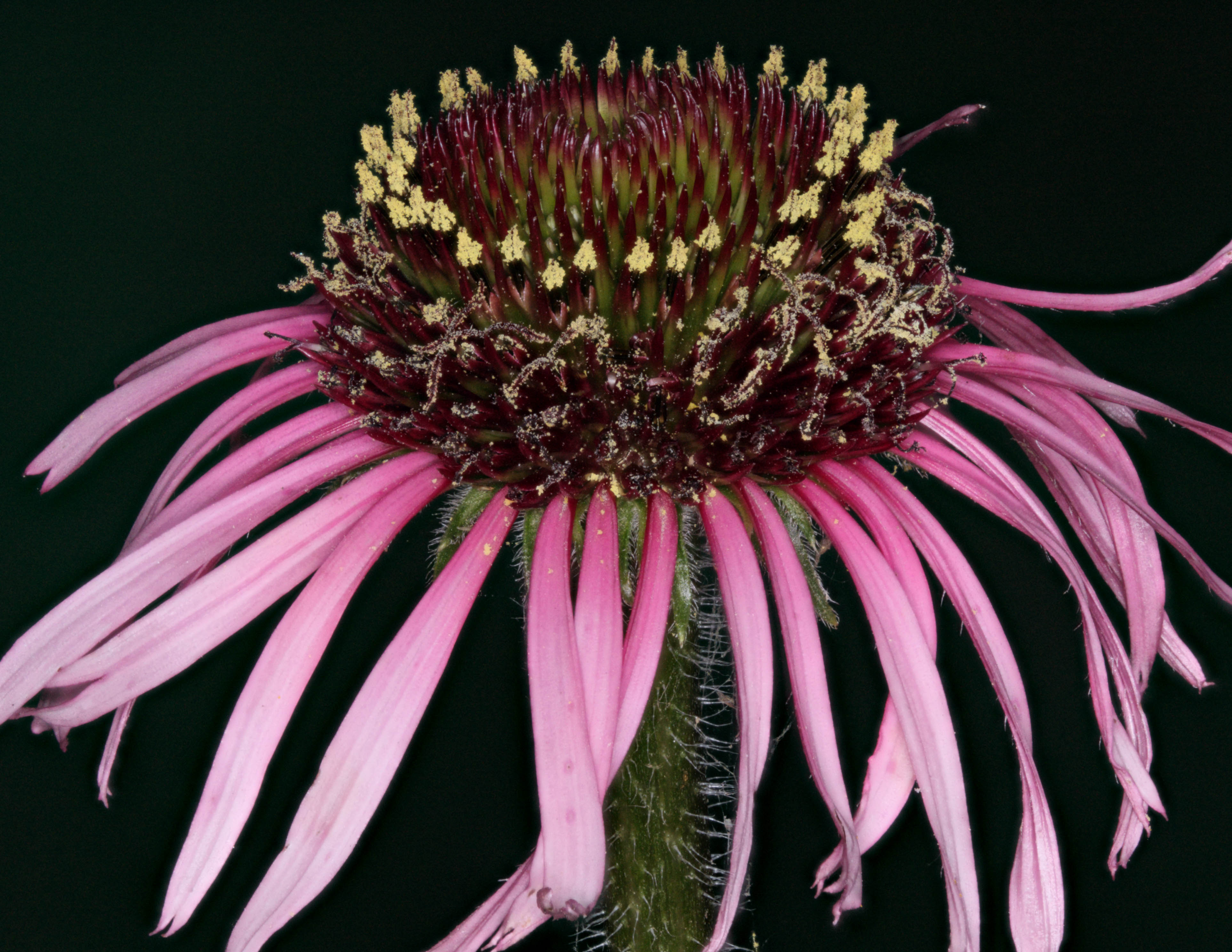 Narrow Leaf Purple Coneflower July